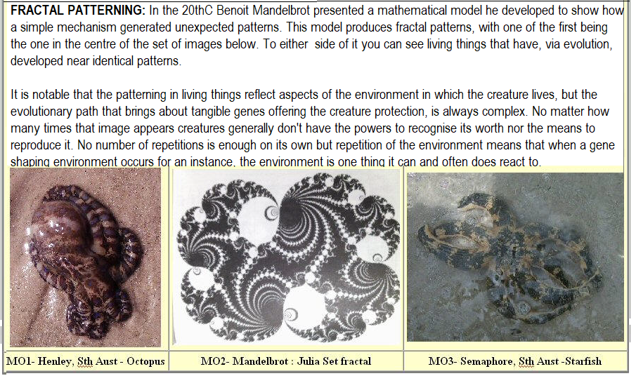 Complexity of fractal pattern evolution